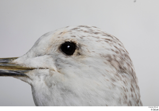 Common gull Larus Canus eye 0003.jpg